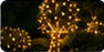 Thumbnail photo of low shrubs decorated with warm string lights.
